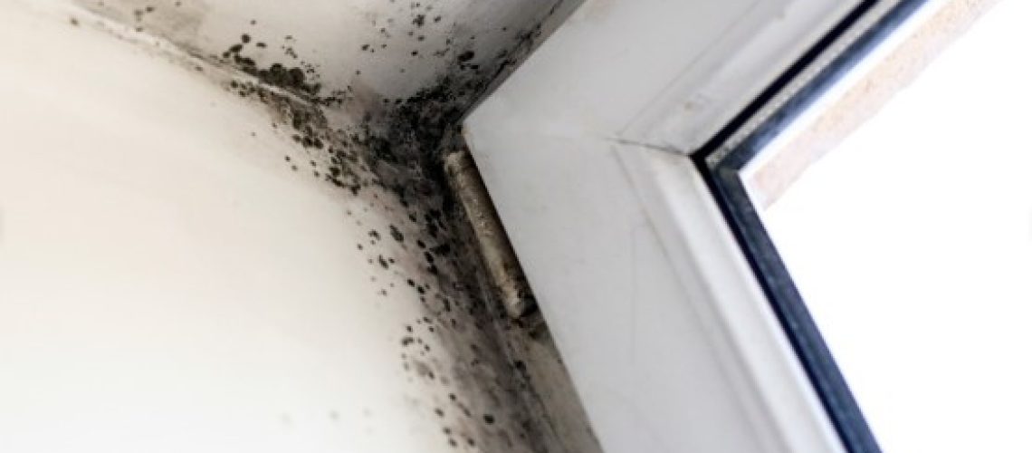 Mold Remediation